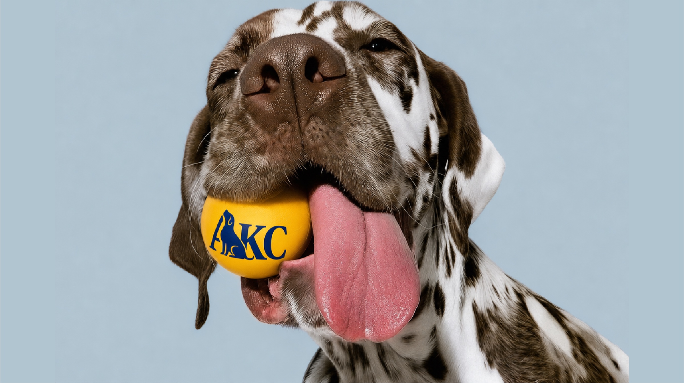 Dalmatian holding an AKC branded ball