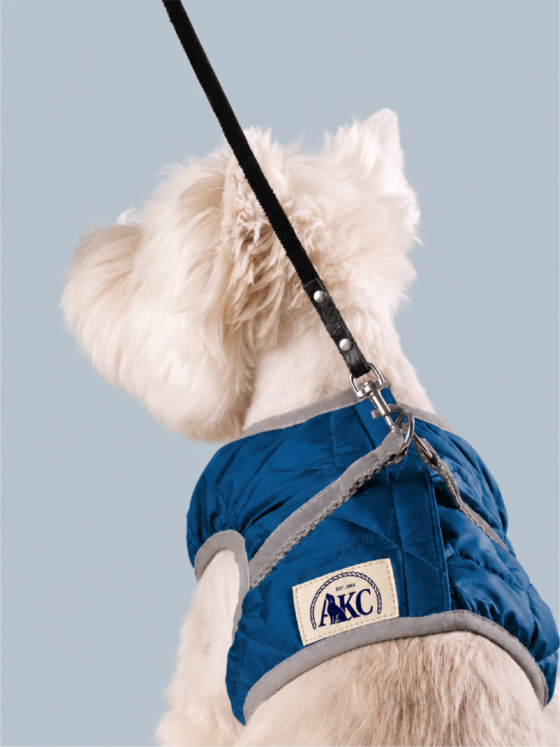Dog wearing an AKC branded blue jacket