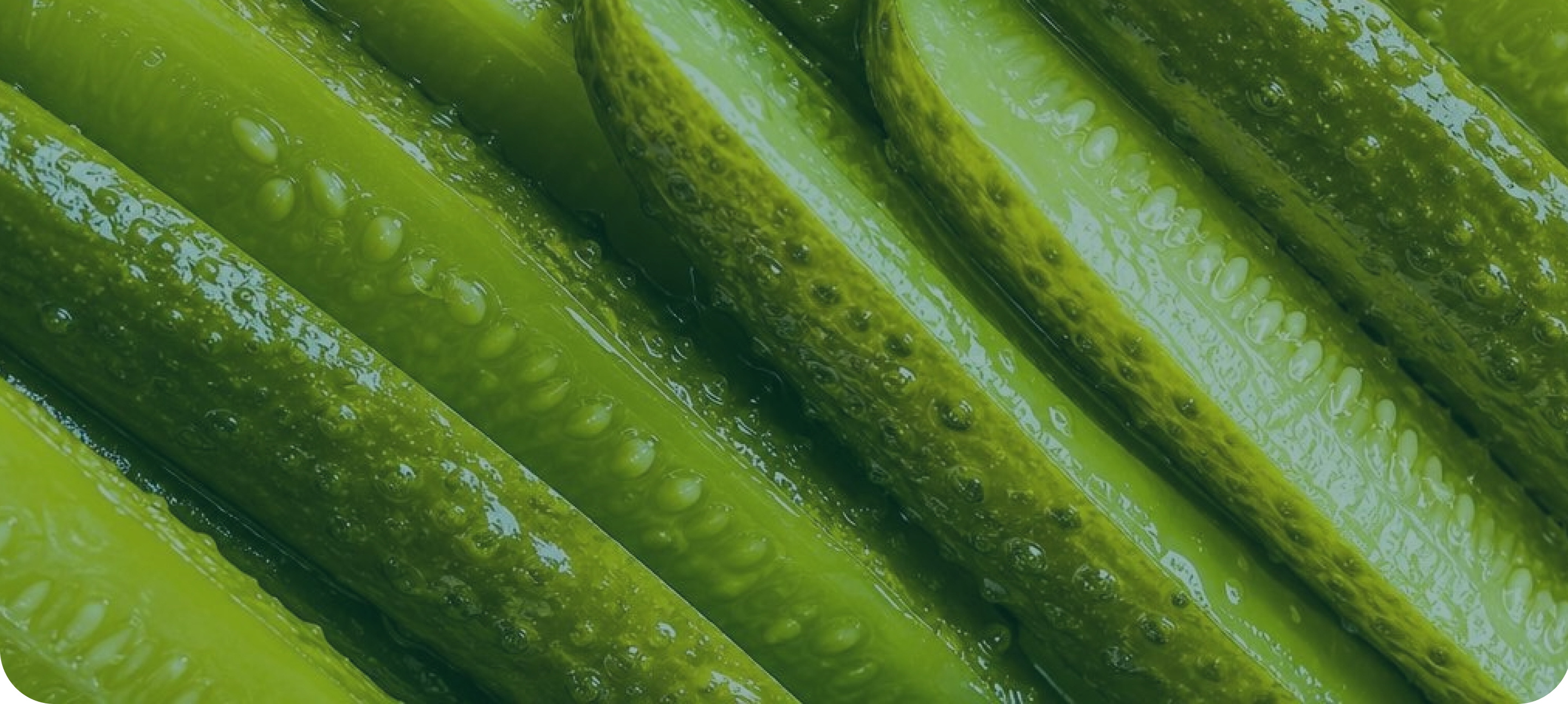 Close-up of glossy green pickles