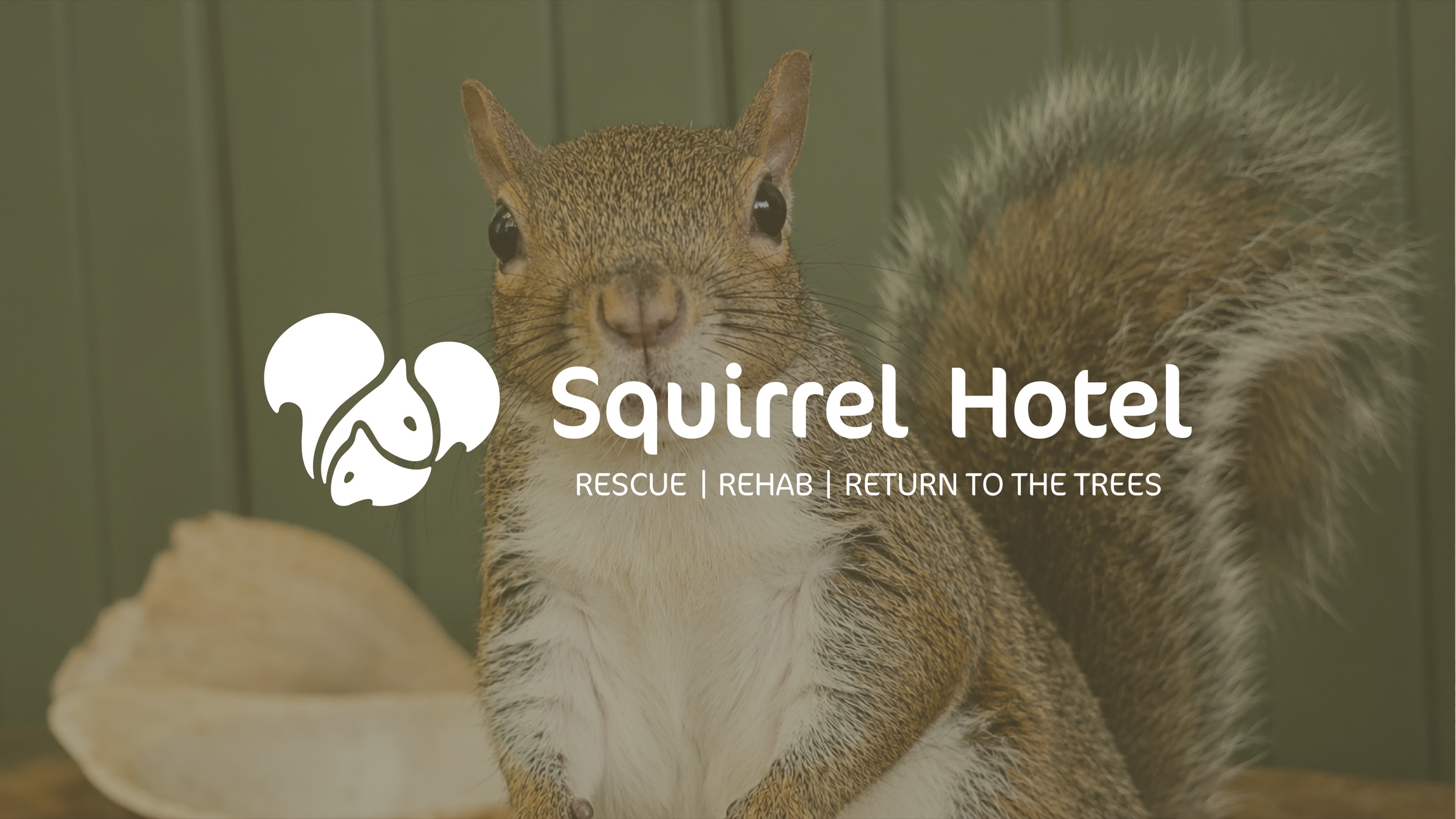 Squirrel Hotel rescue, rehab, and return to the trees identity