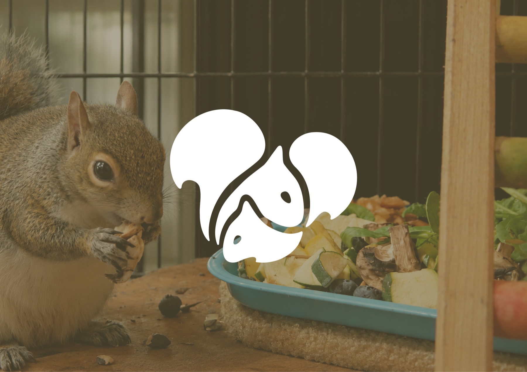 Squirrel Hotel logo over a rescued squirrel eating